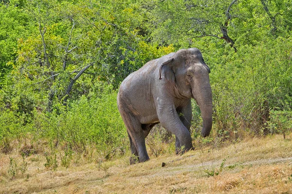 Sri Lankan Elephant Elephas Maximus Maximus Kaudulla National Park Sri — Stock Photo, Image