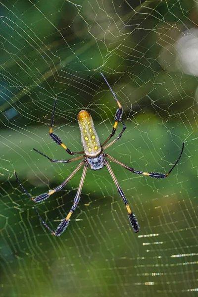 Golden Orb Web Spider Nephila Claves Tropical Rainforest Marino Ballena — ストック写真