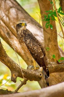 İbikli Şahin Kartalı, Değişken Şahin Kartalı, Nisaetu sirrhatus, Kaudulla Ulusal Parkı, Sri Lanka, Asya