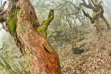 Dağ Ormanı Yolu, Annapurna Merkez Kampı, Annapurna Koruma Alanı, Himalaya, Nepal, Asya