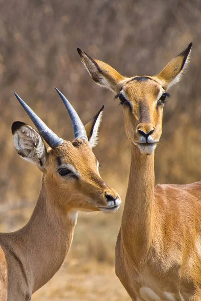Impala Aepyceros Melampus Khama Rhino Sanctuary Serowe Botswana África — Fotografia de Stock