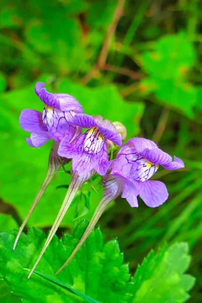 Orquídeas Silvestres Parque Natural Redes Asturias España Europa —  Fotos de Stock