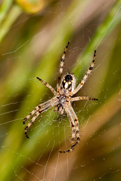 Spider Guadarrama National Park Segovia Castile Leon Spain Europe — стокове фото
