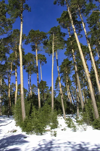 Bosque Pino Escocés Parque Nacional Guadarrama Segovia Castilla León España —  Fotos de Stock