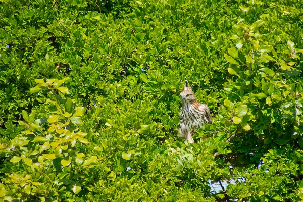 Schopfseeadler Wechselhafter Falkenadler Nisaetu Cirrhatus Udawalawe Nationalpark Sri Lanka Asien — Stockfoto