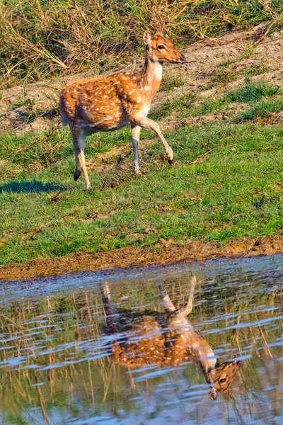 Spotted Deer Cheetal Axis Axis Axis Deer Royal Bardia National — ストック写真