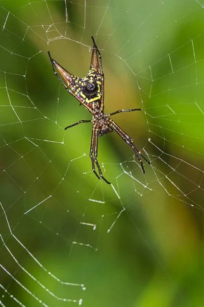 Spider Micrathena Sagittata Tropical Rainforest Marino Ballena National Park Uvita — стокове фото