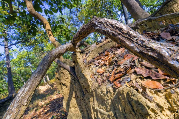 Sal Forest Royal Bardia National Park Bardiya National Park Nepal — Stockfoto