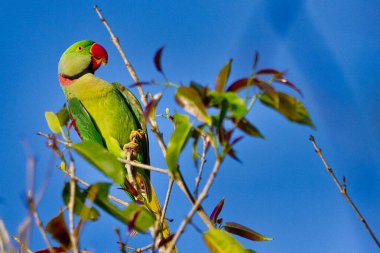 Alexandrine Parakeet, Psittacula Eupatria, Riverine Ormanı, Royal Bardia Ulusal Parkı, Bardiya Ulusal Parkı, Nepal, Asya