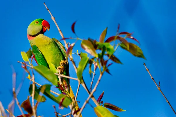 Alexandrine Parakeet Psittacula Eupatria Riverine Forest Royal Bardia National Park — стоковое фото