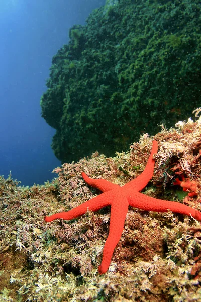 Akdeniz Kızıl Deniz Yıldızı, Denizyıldızı, Echinaster sepositus, Cabo Cope-Puntas del Calnegre Doğal Parkı, Akdeniz, Murcia, İspanya, Avrupa