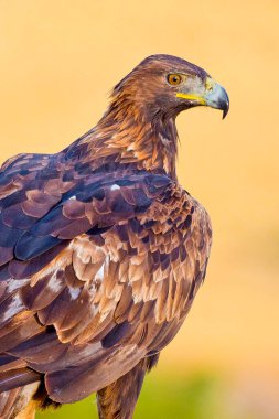 Altın Kartal, Aquila Chrysaetos, İspanyol Ormanı, Kastilya ve Leon, İspanya, Avrupa