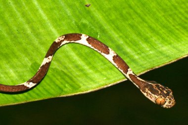 Blunthead Tree Snake, Imantodes cenchoa, Rainforest, Napo River Basin, Amazonia, Ecuador, America clipart