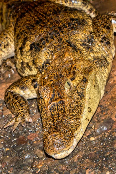 Spectacled Kaaiman Witte Kaaiman Kaaiman Krokodil Tropisch Regenwoud Costa Rica — Stockfoto