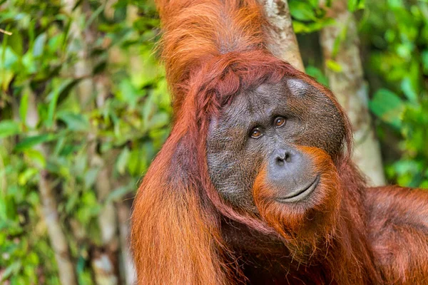 Orangutan Pongo Pygmaeus Park Narodowy Tanjung Puting Borneo Indonezja — Zdjęcie stockowe