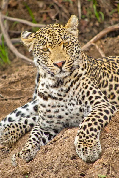 Leopardo Panthera Pardus Kruger National Park África Sul África — Fotografia de Stock