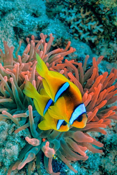 Red Sea Clownfish, Two-banded Anemonefish, Amphiprion bicintus, Red Sea, Egypt