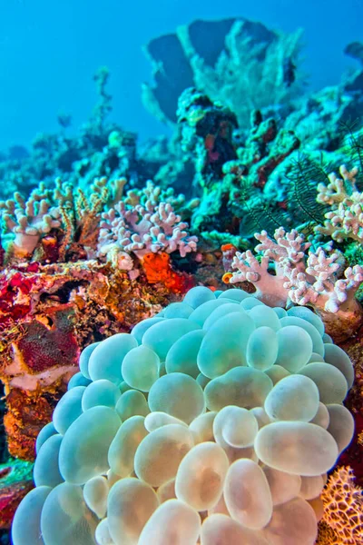 Bubble Coral Stony Coral Plerogyra Sinuosa Lembeh Północne Sulawesi Indonezja — Zdjęcie stockowe