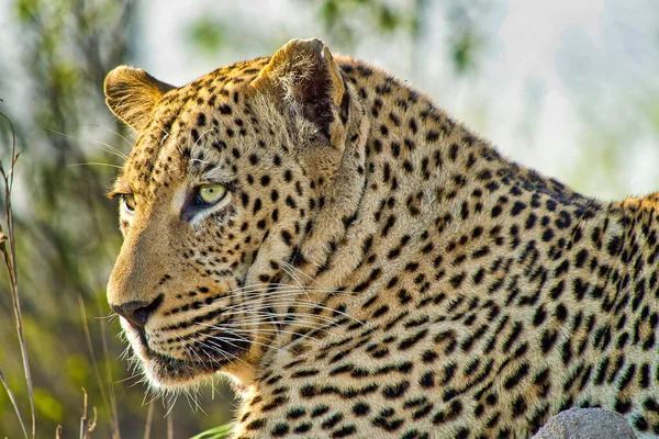 Leopardo Panthera Pardus Kruger National Park África Sul África — Fotografia de Stock