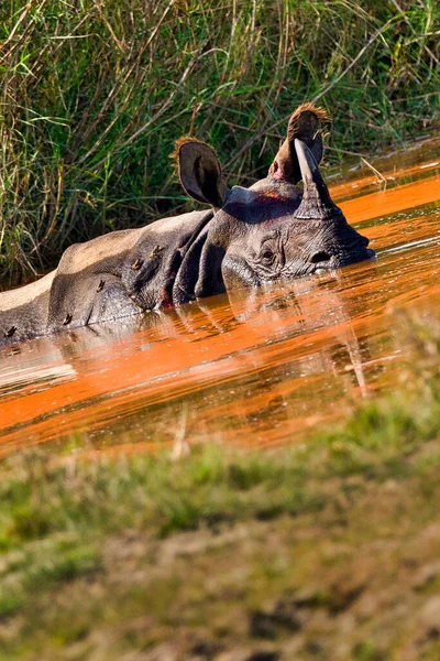 Μεγαλύτερο Μονόκερο Rhinoceros Ινδικό Rhinoceros Ασιατικό Rhino Rhinoceros Unicornis Wetlands — Φωτογραφία Αρχείου