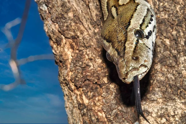 Python Python Natalensis Park Narodowy Chobe Botswana Afryka — Zdjęcie stockowe