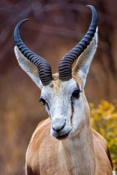 Springbok Antidorcas Marsupialis Khama Rhino Sanctuary Serowe Botswana Africa — Stock fotografie