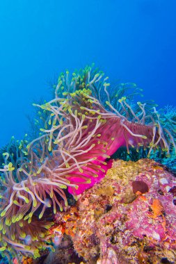Magnificent Sea Anemone, Heteractis magnifica, Coral Reef, North Ari Atoll, Maldives, Indian Ocean, Asia clipart