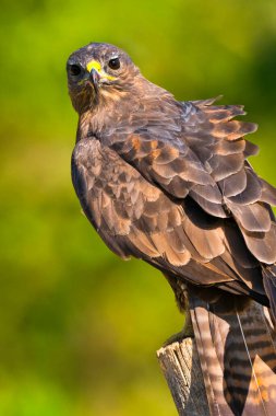 Şahin, Buteo buteo, İspanyol Ormanı, Kastilya ve Leon, İspanya, Avrupa