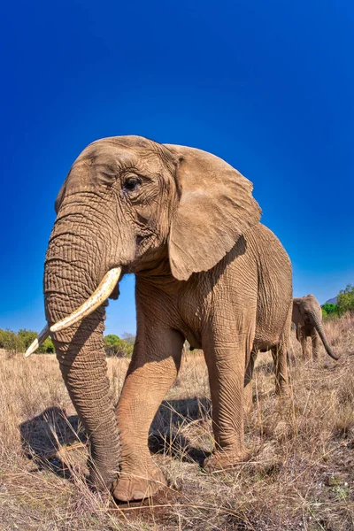 Elefante Africano Loxodonta Africana Sudáfrica África — Foto de Stock