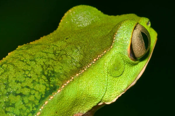 Tropische Groene Kikker Tropisch Regenwoud Stroomgebied Van Napo Amazonia Ecuador — Stockfoto