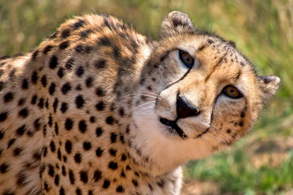 Cheetah Acinonyx Jubatus Sudáfrica África — Foto de Stock