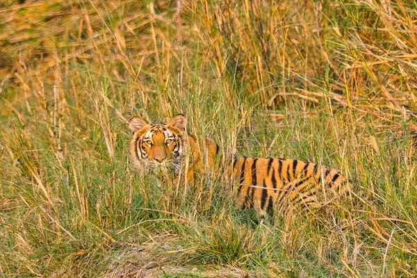 Tigre Bengala Panthera Tigris Tigris Parque Nacional Royal Bardia Parque — Foto de Stock