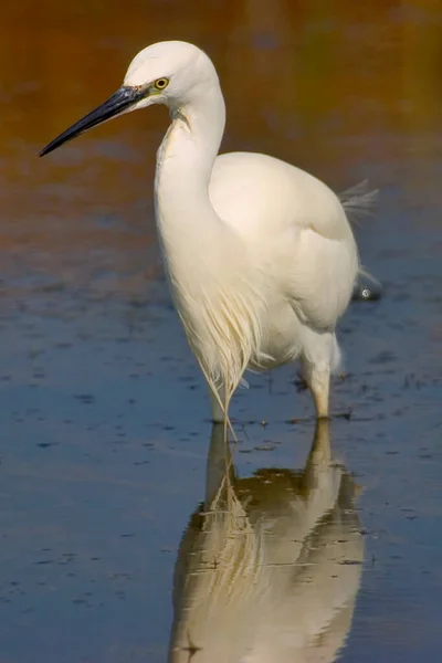 Petite Aigrette Egretta Garzetta Petit Héron Parc Naturel Des Salinas — Photo