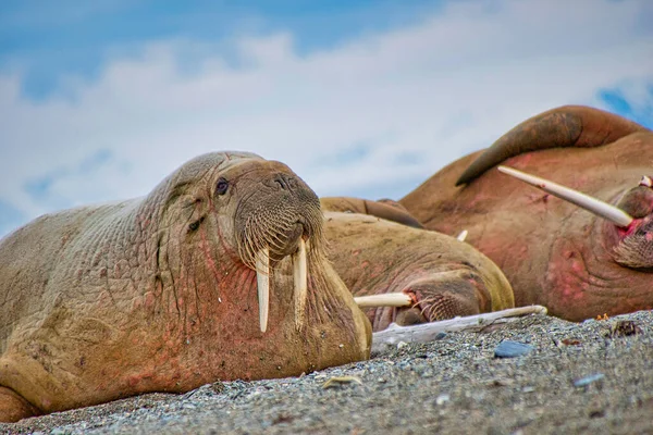 Walrus Rustend Het Strand Odobenus Rosmarus Arctisch Gebied Spitsbergen Noorwegen — Stockfoto