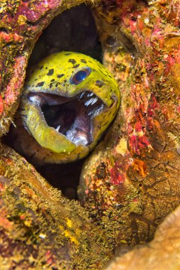 Benekli Surat Moray, Gymnothorax fimbriatus, Lembeh, Kuzey Sulawesi, Endonezya, Asya