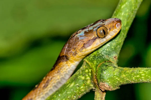 Mapepire Corde Violon Blunthead Tree Snake Imantodes Cenchoa Trotropical Rain — стокове фото