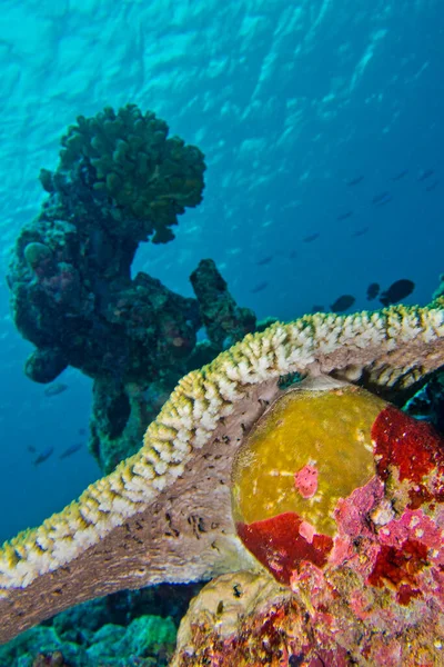 Кораловий Риф Рифобудування Коралів Південний Арійський Атол Мальдіви Індіанський Океан — стокове фото