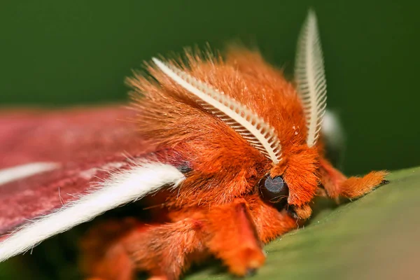 Borboleta Tropical Floresta Tropical Bacia Rio Napo Amazônia Equador América — Fotografia de Stock