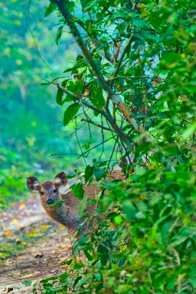 Hog Deer Axis Porcinus Royal Bardia National Park Bardiya National — 图库照片