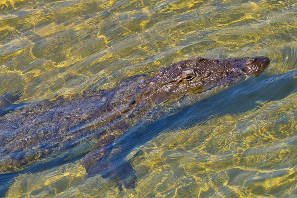 Krokodil Crocodylus Palustris Wetlands Nationaal Park Royal Bardia Nationaal Park — Stockfoto