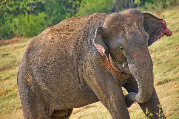 Шри Ланкийский Слон Elephas Maximus Maximus Национальный Парк Каудулла Шри — стоковое фото