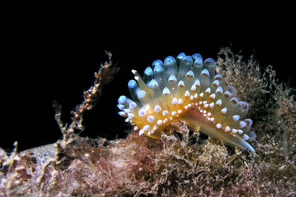 Zorra Del Mar Eolis Crestada Janolus Cristatus Parque Natural Cabo — Foto de Stock