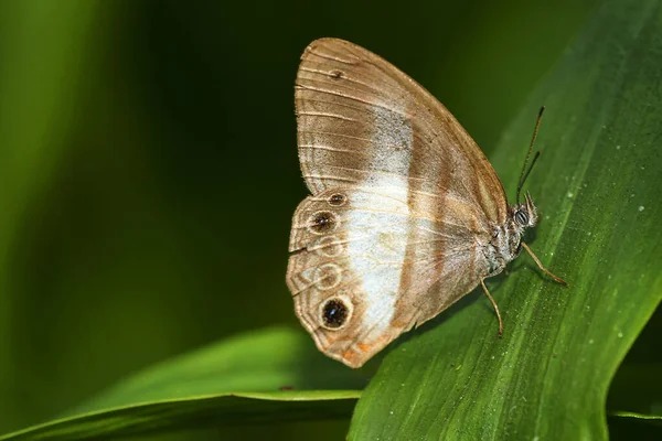 Tropischer Schmetterling Maquipucuna Nebelwaldreservat Provinz Pichincha Ecuador Amerika — Stockfoto