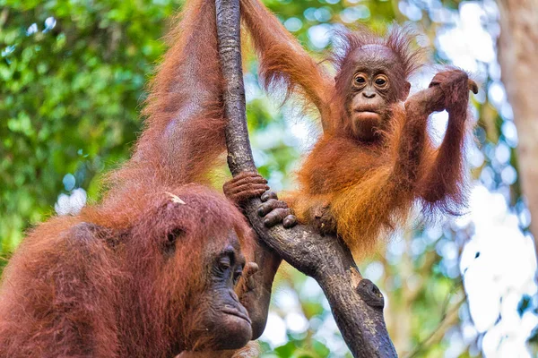 Orangutan, Pongo pigmaeus, Tanjung Puting Ulusal Parkı, Borneo, Endonezya
