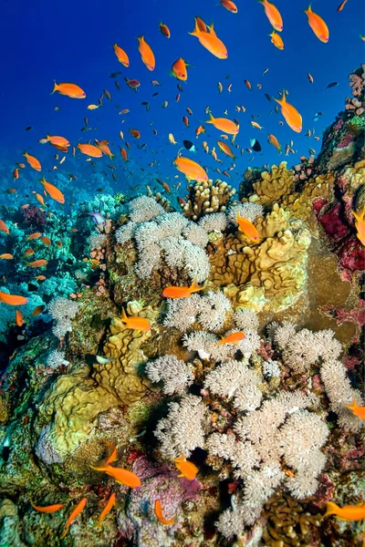 Rafa Koralowa Krajobraz Podwodny Morze Czerwone Egipt — Zdjęcie stockowe