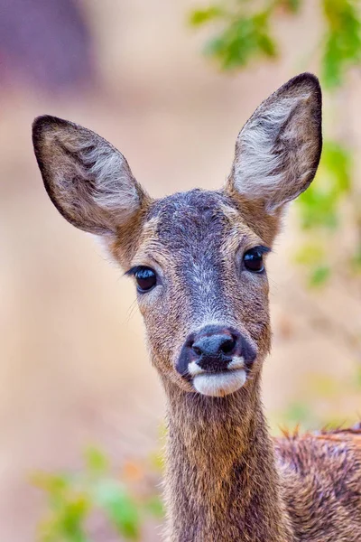 European Roe Deer Capreolus Capreolus Mediterranean Forest Castilla Leon Espanha — Fotografia de Stock