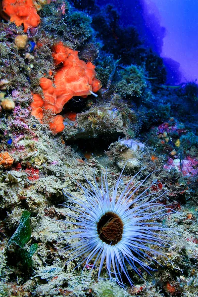 Tüpte Yaşayan Anemone Ceriantharia Cerianthus Membranaceus Cabo Cope Puntas Del — Stok fotoğraf