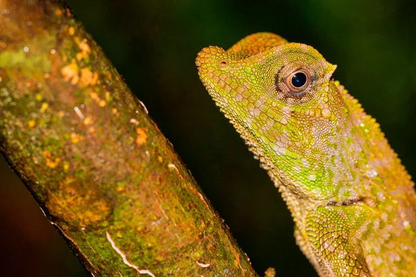 Lizard Lyriocephalus Scutatus Sinharaja National Park Rain Forest World Heritage — стокове фото