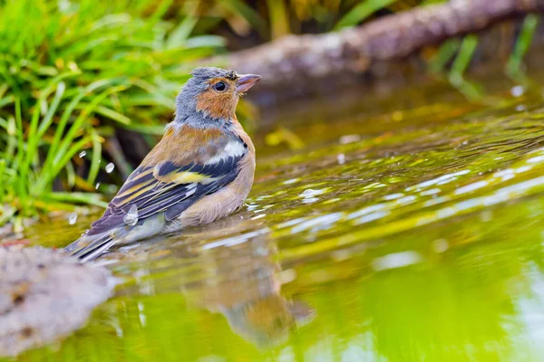 Chaffinch Fringilla Coelebs Forest Pond Mediterranean Forest Castilla León España — Foto de Stock