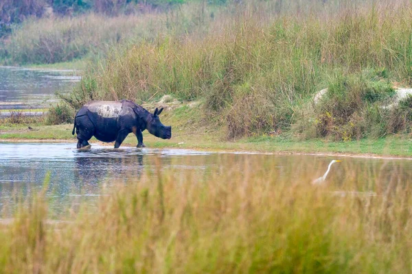 Större Enhornade Noshörningar Indiska Noshörningar Asiatiska Noshörningar Noshörningar Enhörningar Våtmarker — Stockfoto